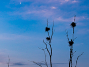 Great Blue Heron Rookery Early in the Morning