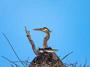 Great Blue Heron and Chicks in the Nest