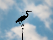 Great Blue Heron Silhouette