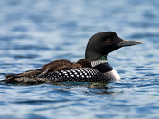 Common Loon Sleeping on their Parent's Back