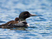 Common Loon Chick Riding on their Parent's Back