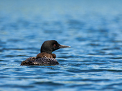 Coomon Loon Chick Sleeping on their Parent's Back