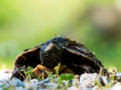 Northern Map Turtle