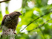 Coopers Hawk