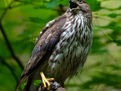 Coopers Hawk