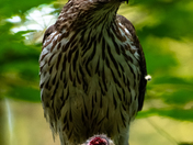 Juvenile Coopers Hawk with Chipmunk Prey