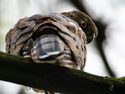 Juvenile Coopers Hawk