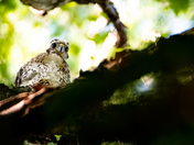 Coopers Hawk Chick