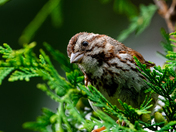 Song Sparrow