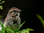 Song Sparrow