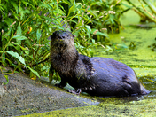 River Otter