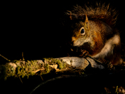 Red Squirrel