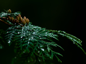 Cedar Branches After the Rain