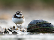 Semipalmated Plover