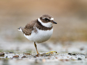Semipalmated Plover