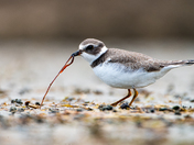 Semipalmated Plover Pulling a Worm Out of the Sand