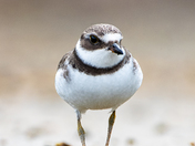 Semipalmated Plover