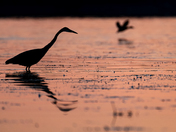 Great Blue Heron Silhouette