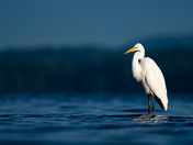 Great Egret