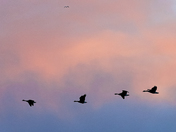 Canada Geese Flying at Sunrise