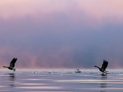 Canada Geese taking off in Front of a Ring-Billed Gull on a Purple Foggy Morning