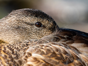 Mallard with Her Face Tucked Under Her Wing