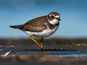 Semipalmated Plover