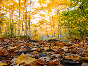 Fall Forest