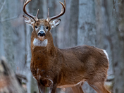 White-tailed Deer