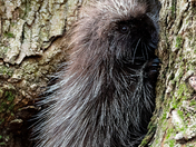 North American Porcupine