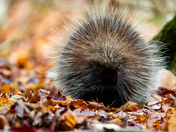 North American Porcupine