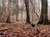 North American Porcupine