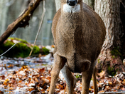 White-tailed Deer