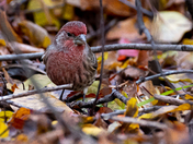 House Finch in Fall Leaves