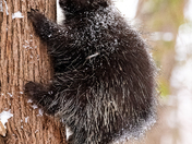 North American Porcupine