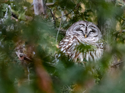 Barred Owl