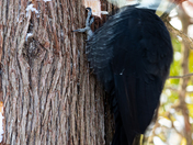Pileated woodpecker