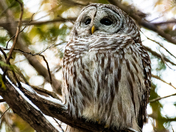 Barred Owl