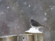 Dark-eye Junco