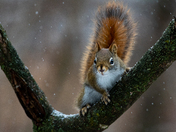 Red Squirrel