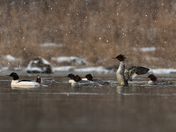 Common Mergansers in the Snow
