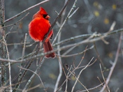Northern Cardinal