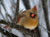 Female Northern Cardinal