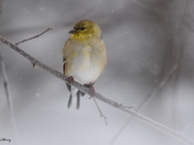 American Goldfinch