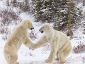 Polar Bear
