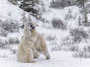 Polar Bear