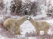 Polar Bear