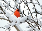 Cardinal in Snowy Branches