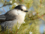 Canada Jay