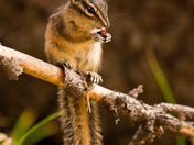 Chipmunk